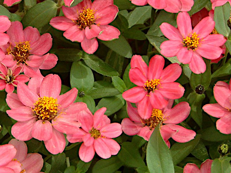 WjAEvt[W(Zinnia Profusion)